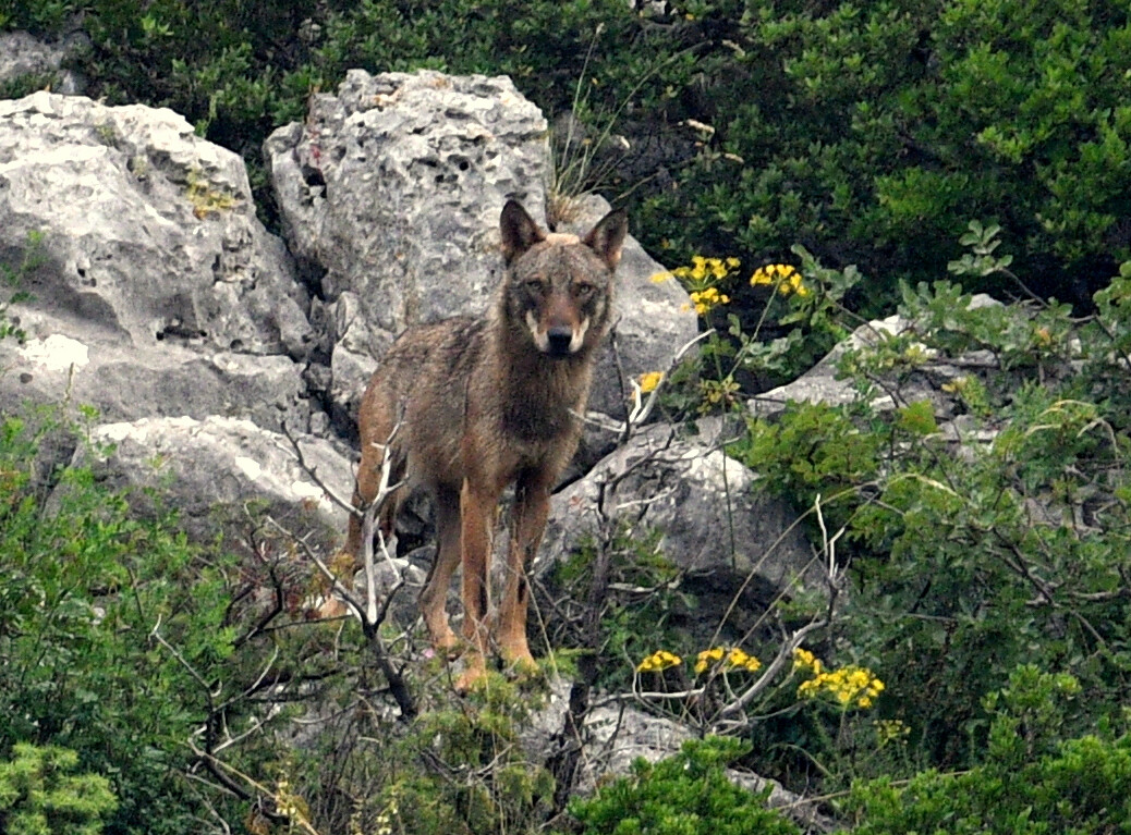 Declassamento protezione del Lupo