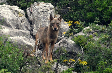 Declassamento protezione del Lupo