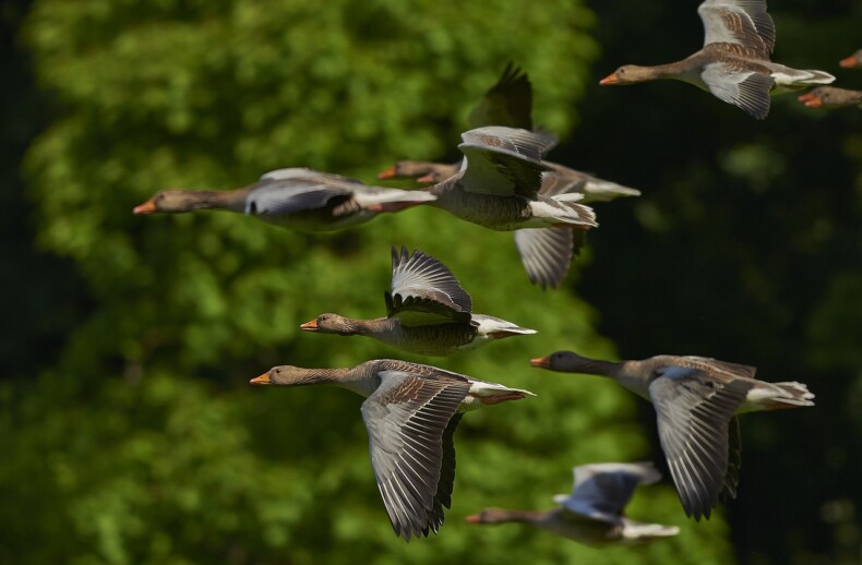 anatidi uccelli in volo