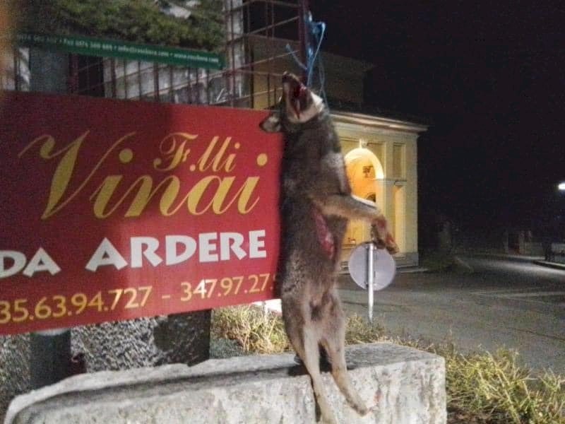 Immagine dell'articolo: Carcassa di lupo appesa, la macabra scoperta all’ingresso di Frabosa Soprana - Cuneodice.it 