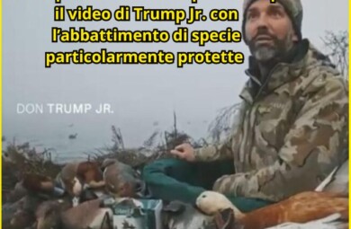 LAC deposita denuncia/querela dopo il video di Trump Jr.